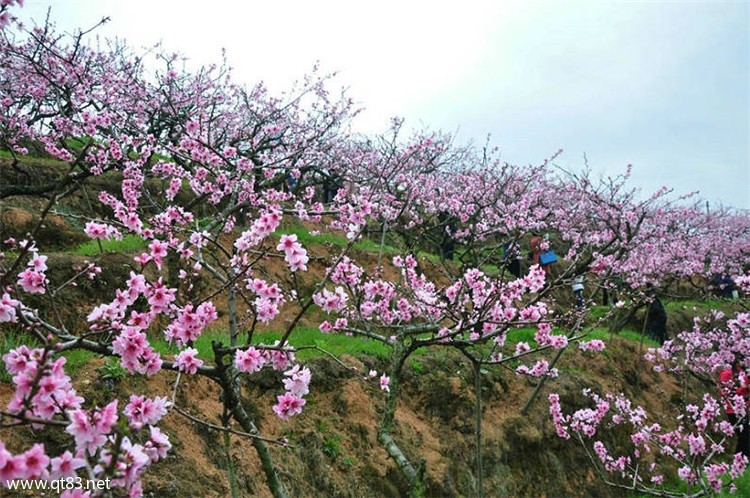 2016年3月20日(周天)真正的世外桃源古田万亩桃花节系列游活动公告